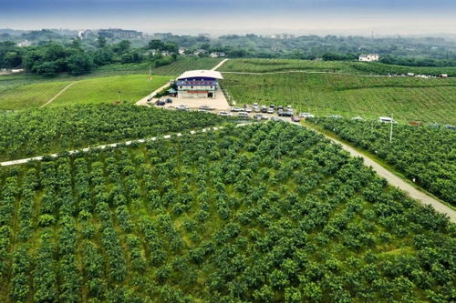 江津區：打造全國重要花椒集散地與交易中心，夯實種業根基