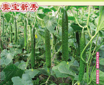 壽光萬盛種業(yè)推出新一代雜交膨瓜快抗病強口感好黃瓜種子